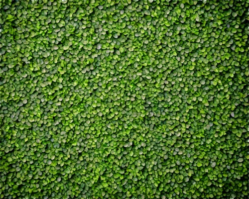 water spinach,green soybeans,green wallpaper,intensely green hornbeam wallpaper,pennywort,sea lettuce,background ivy,liverwort,watercress,centella,water smartweed,ground cover,clover pattern,green algae,parsley leaves,nasturtium leaves,pepper plant,hedge,broccoli sprouts,hornbeam hedge,Conceptual Art,Fantasy,Fantasy 31