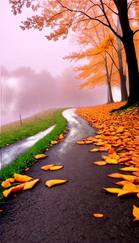 autumn background,autumn scenery,fallen leaves,autumn landscape,fall landscape,autumn leaves,autumn walk,colors of autumn,autumn theme,autumn season,just autumn,autumn day,autumn forest,autumn fog,autumn,the autumn,fall leaves,autumn idyll,autumnal leaves,autumn leaf paper,Illustration,Vector,Vector 10