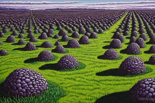 lavender field,mushroom landscape,lavender fields,purple landscape,lavender cultivation,chives field,potato field,valensole,fruit fields,cultivated field,vegetables landscape,vegetable field,grape plantation,hare field,field of cereals,purple grapes,lavandula,vineyards,la violetta,grape harvest,Conceptual Art,Daily,Daily 23