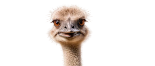 ostrich,bazlama,camelid,emu,male camel,guanaco,llama,vicuna,lama,dromedary,giraffidae,dromedaries,ostriches,alpaca,long neck,grey neck king crane,ostrich farm,camel,longneck,vicuña,Photography,Documentary Photography,Documentary Photography 38