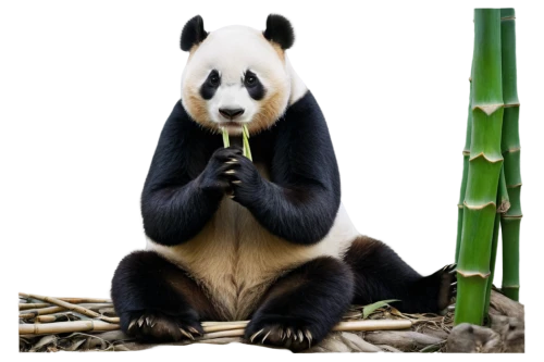 man praying,boy praying,chinese panda,giant panda,pandabear,panda,prayer,bamboo curtain,bamboo,panda bear,pray,lun,pandas,hanging panda,bamboo plants,praying hands,praying,woman praying,hear no evil,girl praying,Illustration,Retro,Retro 03