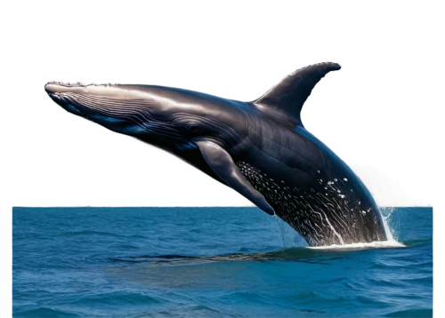 tursiops truncatus,cetacean,humpback whale,northern whale dolphin,short-finned pilot whale,pilot whale,white-beaked dolphin,marine mammal,dorsal fin,aquatic mammal,humpback,blue whale,bottlenose dolphin,whale fluke,whale,pot whale,oceanic dolphins,striped dolphin,whale calf,marine mammals,Conceptual Art,Sci-Fi,Sci-Fi 05