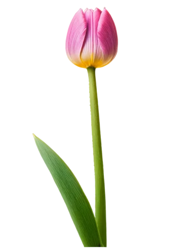 turkestan tulip,tulip,flowers png,tulip background,pink tulip,two tulips,violet tulip,tulipa,tulip flowers,tulip blossom,vineyard tulip,tulips,lady tulip,siam tulip,wild tulip,tulpenbaum,tulipa tarda,tulpenbüten,tulip bouquet,flower bud,Illustration,Vector,Vector 08