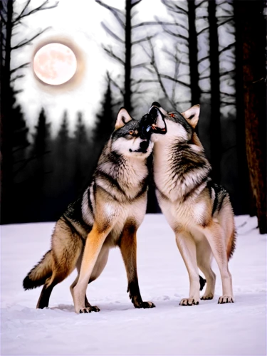 wolf couple,huskies,two wolves,werewolves,wolves,alaskan klee kai,howling wolf,full moon,wolfdog,german shepards,canis lupus,full moon day,saarloos wolfdog,wolf pack,sled dog,canines,swedish vallhund,lunar eclipse,howl,sakhalin husky,Illustration,Black and White,Black and White 24