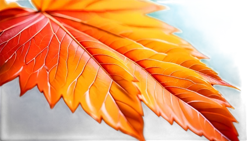 leaf background,spring leaf background,beech leaf,autumn leaf paper,colored leaves,colorful leaves,watercolor leaves,autumn leaf,fan leaf,beech leaves,red leaf,fall leaf,autumnal leaves,autumn background,sunburst background,fall leaf border,tropical leaf,suspended leaf,red maple leaf,leaf macro,Illustration,Japanese style,Japanese Style 03