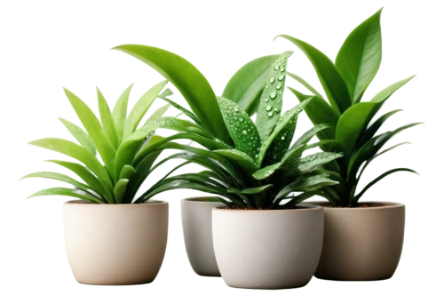 potted plants,ornamental plants,green plants,potted palm,house plants,outdoor plants,houseplant,exotic plants,money plant,potted plant,green plant,sansevieria,plants in pots,perennial plants,dark green plant,container plant,plant pots,ornamental plant,plants,citronella,Photography,Fashion Photography,Fashion Photography 15