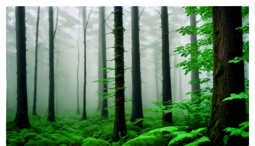 foggy forest,forests,temperate coniferous forest,tropical and subtropical coniferous forests,aaa,elven forest,coniferous forest,fir forest,old-growth forest,forest background,the forests,the forest,forest dark,forest,forest of dreams,forest floor,deciduous forest,green forest,spruce forest,haunted forest,Illustration,Abstract Fantasy,Abstract Fantasy 12