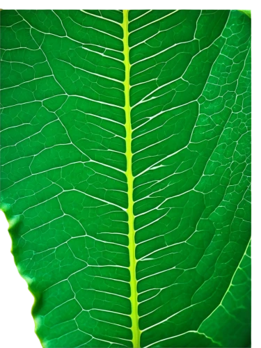 fig leaf,walnut leaf,beech leaf,grape leaf,custody leaf,mammoth leaf,chestnut leaf,leaf structure,tree leaf,leaf veins,tropical leaf,mape leaf,leaf pattern,green leaf,leaf green,fan leaf,leaf,brown leaf,fern leaf,tropical leaf pattern,Unique,3D,Toy