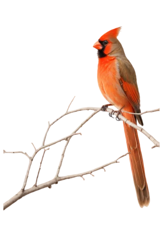 male northern cardinal,northern cardinal,rufous,male finch,bull finch,bird png,cardinalidae,bird on branch,passerine bird,scarlet honeyeater,passerine,tanager,chestnut sided warbler,red cardinal,cardinal,daurian redstart,scarlet tanager,baltimore oriole,red headed finch,red feeder,Conceptual Art,Oil color,Oil Color 13