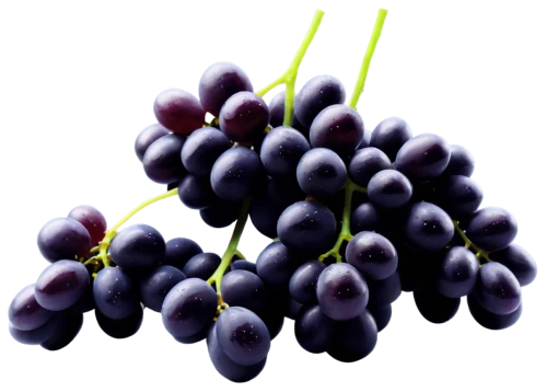 purple grapes,blue grapes,wine grape,grapes icon,grapes,grape hyancinths,grape seed extract,table grapes,fresh grapes,grape,red grapes,bunch of grapes,wine grapes,bright grape,vineyard grapes,grape seed oil,grape vine,purple grape,grape bright grape,cluster grape,Conceptual Art,Daily,Daily 26