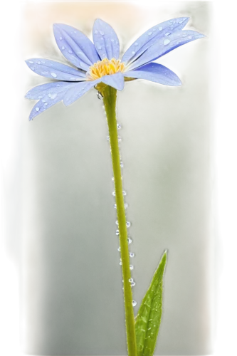 anemone blanda,blue anemone,blue flower,mountain bluets,blue petals,blue daisies,starflower,borage,dayflower,forget-me-not,blue chrysanthemum,chicory,african daisy,stamens,perennial daisy,flowers png,south african daisy,flannel flower,forget-me-nots,cornflower,Illustration,Paper based,Paper Based 06