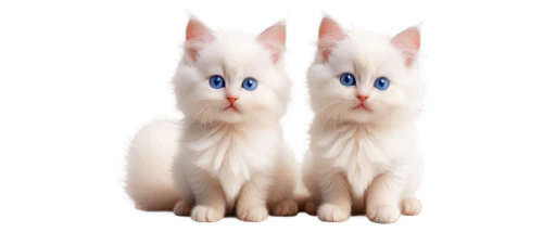 turkish van,turkish angora,two cats,birman,white cat,blue eyes cat,siamese,cat with blue eyes,siamese cat,cats angora,japanese bobtail,cat image,cats,breed cat,cat vector,cat on a blue background,ragdoll,transparent background,cat's eyes,felines,Illustration,Realistic Fantasy,Realistic Fantasy 17