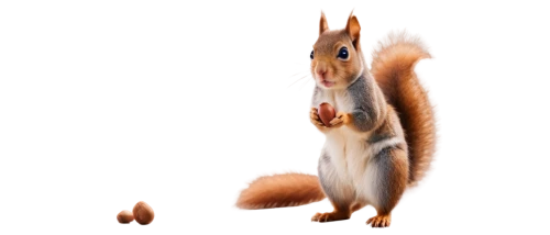 squirell,abert's squirrel,chipping squirrel,squirrel,red squirrel,eurasian red squirrel,sciurus,squirrels,nuts,sciurus carolinensis,acorns,atlas squirrel,eurasian squirrel,the squirrel,nuts & seeds,pine nuts,chipmunk,hungry chipmunk,tree squirrel,fox squirrel,Illustration,Abstract Fantasy,Abstract Fantasy 08
