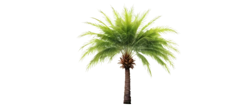 palm tree vector,palmtree,palm tree,fan palm,palm,palm pasture,wine palm,coconut palm tree,desert palm,toddy palm,palm in palm,giant palm tree,coconut palm,easter palm,palm tree silhouette,date palms,coconut palms,cartoon palm,palms,coconut tree,Conceptual Art,Daily,Daily 07