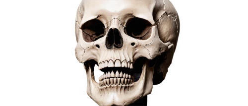 skull sculpture,skull statue,human skull,skull,scull,skull illustration,fetus skull,skull bones,human skeleton,animal skull,skull mask,skull drawing,skeleton,skeletal,skulls bones,bone,skulls,skulls and,skull allover,calavera,Conceptual Art,Daily,Daily 15