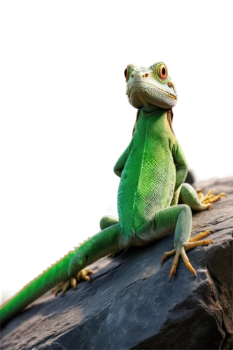 green crested lizard,green lizard,european green lizard,emerald lizard,green iguana,ring-tailed iguana,day gecko,green frog,malagasy taggecko,squirrel tree frog,pacific treefrog,eastern water dragon lizard,carolina anole,anole, anole,dragon lizard,frog background,iguana,wonder gecko,eastern dwarf tree frog,Conceptual Art,Sci-Fi,Sci-Fi 01