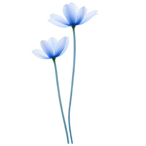 flowers png,minimalist flowers,flax-leaved tulip,anemone blanda,blue flower,himilayan blue poppy,cyanus cornflower,blue flowers,windflower,flower illustration,calochortus,linum bienne,turkestan tulip,blue petals,linum,siberian squill,bluish white clover,blue flax,blue daisies,flower illustrative,Conceptual Art,Daily,Daily 20