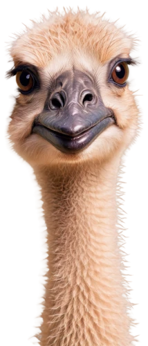 ostrich,bazlama,emu,lama,llama,camelid,vicuña,alpaca,vicuna,guanaco,bird png,llamas,ostriches,neck,male camel,ostrich farm,the beaked,say s phoebe,animal mammal,longoog,Art,Classical Oil Painting,Classical Oil Painting 23