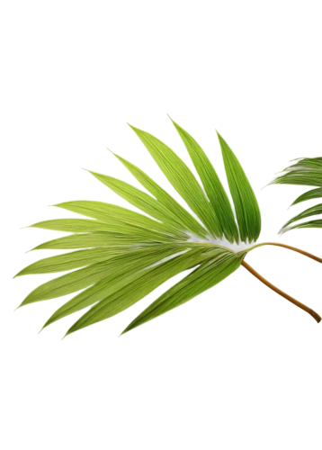 palm leaf,palm tree vector,fan palm,palm leaves,coconut leaf,palm fronds,saw palmetto,tropical leaf,palm sunday,wine palm,coconut palm,singleleaf pine,sabal palmetto,potted palm,pony tail palm,coconut palm tree,oleaceae,areca nut,white palm,palm,Conceptual Art,Sci-Fi,Sci-Fi 25