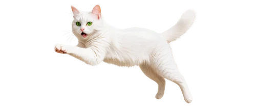 oriental shorthair,turkish van,turkish angora,white cat,peterbald,cat vector,japanese bobtail,ibizan hound,cornish rex,jerboa,albino bennetts wallaby,siamese cat,cartoon cat,cat image,british longhair cat,rex cat,cats angora,felidae,cat-ketch,kurilian bobtail,Illustration,Japanese style,Japanese Style 13