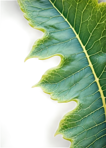 fig leaf,grape leaf,beech leaf,walnut leaf,tropical leaf,tropical leaf pattern,chestnut leaf,leaf background,leaf pattern,leaf structure,mammoth leaf,leaf veins,leaf vegetable,green leaf,foliage leaf,fern leaf,magnolia leaf,leaf border,custody leaf,cabbage leaves,Illustration,Realistic Fantasy,Realistic Fantasy 02