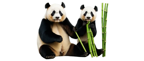 bamboo flute,bamboo,bamboo plants,bamboo curtain,bamboo frame,pan flute,pandas,bamboo scissors,pandabear,bamboo forest,chinese panda,bamboo shoot,drinking straws,hawaii bamboo,giant panda,brass chopsticks vegetables,anthropomorphized animals,panda bear,chopsticks,straw animal,Illustration,Japanese style,Japanese Style 17