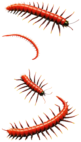 centipede,freshwater prawns,homarus,millipedes,gekkonidae,blue devils shrimp,krill,axyridis,lamnidae,cretoxyrhina,tipulidae,hairfinned silverfish,colubridae,kinosternidae,scombridae,varanidae,limulidae,lymantriidae,splendens,pilselv shrimp,Photography,Documentary Photography,Documentary Photography 06