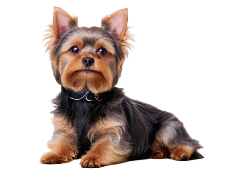 biewer yorkshire terrier,australian silky terrier,yorkshire terrier,yorkshire terrier puppy,australian terrier,black and tan terrier,yorkie,yorkie puppy,norwich terrier,yorky,welsh terrier,brazilian terrier,old english terrier,skye terrier,norfolk terrier,yorkipoo,toy manchester terrier,dog breed,english toy terrier,scottish terrier,Illustration,Realistic Fantasy,Realistic Fantasy 45