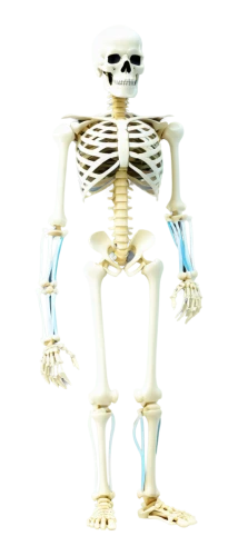 skeletal,calcium,skeleltt,human skeleton,skeleton,bone,vintage skeleton,skeletal structure,skeletons,bones,bowl bones,3d figure,endoskeleton,pile of bones,die,artificial joint,wood skeleton,skeleton hand,bongo,tin,Unique,Pixel,Pixel 03