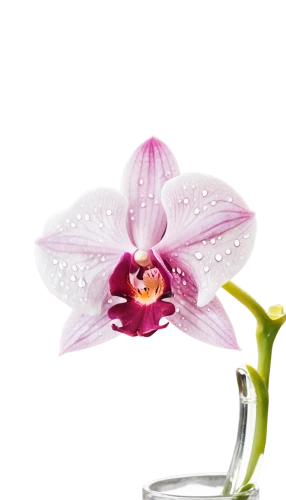 moth orchid,laelia,laelia crispa,orchid flower,laelia albida,mixed orchid,phalaenopsis equestris,lily water,phalaenopsis,phalaenopsis sanderiana,christmas orchid,orchid,wild orchid,butterfly orchid,lilac orchid,orchids of the philippines,flowers png,dendrobium,cattleya,spathoglottis,Conceptual Art,Oil color,Oil Color 21