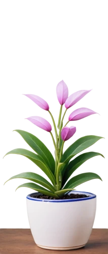 ikebana,laelia,potted plant,bromelia,flowers png,flower bowl,houseplant,indoor plant,bromeliad,spathoglottis,citronella,flower background,container plant,billbergia pyramidalis,lotus png,stemless gentian,ornamental plant,pontederia,growth icon,money plant,Illustration,Abstract Fantasy,Abstract Fantasy 12