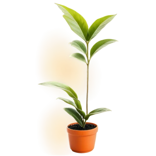 potted palm,potted plant,rank plant,oil-related plant,container plant,money plant,growth icon,potted tree,ficus,adenium,houseplant,orange climbing plant,growing mandarin tree,scaphosepalum,thick-leaf plant,bellenplant,plant,green plant,dark green plant,indoor plant,Illustration,Black and White,Black and White 26