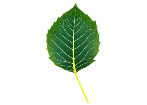 walnut leaf,bay-leaf,mape leaf,custody leaf,leaf vegetable,chestnut leaf,foliage leaf,fan leaf,fig leaf,grape leaf,tropical leaf,bay leaf,mammoth leaf,tree leaf,green leaf,jungle leaf,leaf,round leaved liverleaf,leaf background,bo leaf,Photography,Fashion Photography,Fashion Photography 07