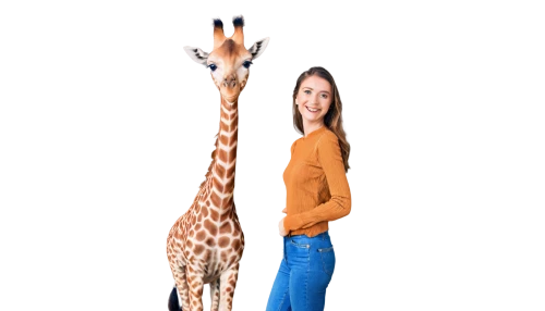 two giraffes,giraffe plush toy,giraffe,giraffes,giraffidae,long neck,animal mammal,bazlama,longneck,serengeti,giraffe head,safari,schleich,zoo,kontroller,neck,animalia,mammals,size comparison,zookeeper,Photography,Documentary Photography,Documentary Photography 16