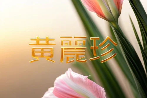 flower background,japanese floral background,spring greeting,flowers png,芦ﾉ湖,floral background,spring festival,zui quan,flower opening,tuberose,tulip background,spring background,chrysanthemum background,happy chinese new year,flower banners,paper flower background,flower design,flower of january,ikebana,tropical floral background,Realistic,Flower,Gladiolus