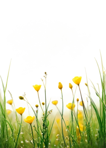 spring background,dandelion background,flower background,floral digital background,spring leaf background,springtime background,flowers png,easter background,buttercups,floral background,wood daisy background,sunflower lace background,daffodil field,tulip background,blooming grass,spring meadow,yellow rose background,jonquils,meadow flowers,yellow daisies,Unique,Design,Logo Design