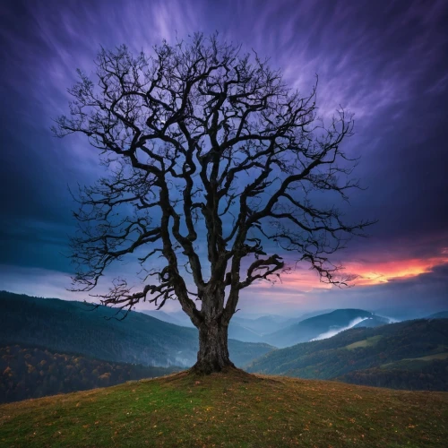 isolated tree,lone tree,bare tree,magic tree,celtic tree,upward tree position,deciduous tree,old tree,flourishing tree,winter tree,seasonal tree,a tree,strange tree,landscape photography,oak tree,carpathians,tree and roots,the branches of the tree,tree thoughtless,forest tree,Photography,Documentary Photography,Documentary Photography 25