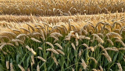 wheat crops,wheat ears,wheat ear,wheat field,barley field,durum wheat,strands of wheat,wheat fields,rye in barley field,strand of wheat,grain field panorama,wheat grasses,grain field,wheat grain,field of cereals,triticum durum,khorasan wheat,foxtail barley,triticale,einkorn wheat,Photography,General,Realistic