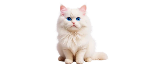 turkish angora,turkish van,white cat,british longhair cat,cat with blue eyes,blue eyes cat,japanese bobtail,cat on a blue background,birman,breed cat,american bobtail,kurilian bobtail,cartoon cat,cat vector,cats angora,ragdoll,cat image,siamese cat,domestic long-haired cat,doll cat,Illustration,Japanese style,Japanese Style 14