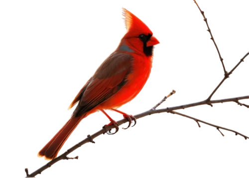 northern cardinal,male northern cardinal,red cardinal,cardinal,cardinals,cardinalidae,scarlet honeyeater,red bird,red avadavat,scarlet tanager,red beak,bird png,bird illustration,male finch,bird painting,red finch,crimson finch,red feeder,bull finch,tanager,Unique,Paper Cuts,Paper Cuts 05