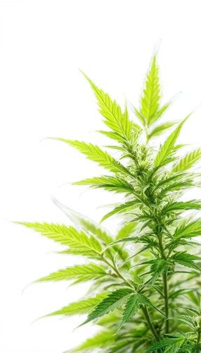 cannabidiol,custody leaf,cbd oil,medicinal plant,japanese mugwort,leucaena,motherwort,mugwort,mmj,green plant,nettle leaves,foliage leaf,crop plant,green foliage,hemp oil,green wallpaper,forest plant,fern plant,medicinal flower,cannabinol,Illustration,Japanese style,Japanese Style 19