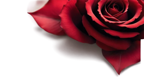 rose png,red rose,bicolored rose,red roses,red rose in rain,romantic rose,arrow rose,disney rose,hybrid tea rose,rose flower,night view of red rose,flower rose,petal of a rose,lady banks' rose ,lady banks' rose,noble roses,rose,spray roses,dried rose,bicolor rose,Illustration,Abstract Fantasy,Abstract Fantasy 16