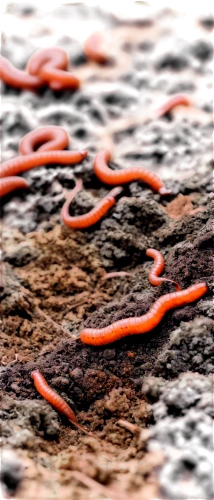 nematode,red eft,lava,earthworm,worm,koli bacteria,magma,ringed-worm,coral snake,blood vessel,arteries,lava river,ensatina,flatworm,eel,intestines,noorderleech,ringneck snake,coronary vascular,fire ants,Illustration,Realistic Fantasy,Realistic Fantasy 16