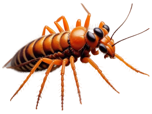 earwig,cockroach,oriental cockroach,arthropod,amphipoda,termite,isopod,gammarus,earwigs,madagascar hissing cockroach,arthropods,lymantriidae,halictidae,muroidea,cyprinidae,homarus,cretoxyrhina,geoemydidae,trochidae,cornavirus,Conceptual Art,Sci-Fi,Sci-Fi 22