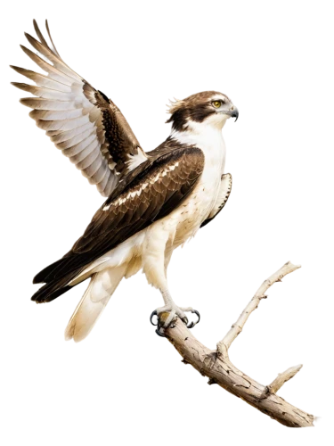 haliaeetus leucocephalus,haliaeetus pelagicus,parabuteo unicinctus,lophophanes cristatus,haliaeetus vocifer,ferruginous hawk,galliformes,falconiformes,fishing hawk,osprey,black-shouldered kite,changeable hawk-eagle,sea hawk,pied butcherbird,pied triller,kookaburra,pied triller brown,sterna hirundo,laughing kookaburra,aplomado falcon,Illustration,Black and White,Black and White 29