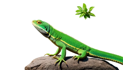 patrol,emerald lizard,green crested lizard,day gecko,green lizard,iguanidae,green iguana,malagasy taggecko,european green lizard,iguana,yemen chameleon,ring-tailed iguana,frog background,wonder gecko,reptile,green background,reptiles,cleanup,gecko,landmannahellir,Conceptual Art,Oil color,Oil Color 14