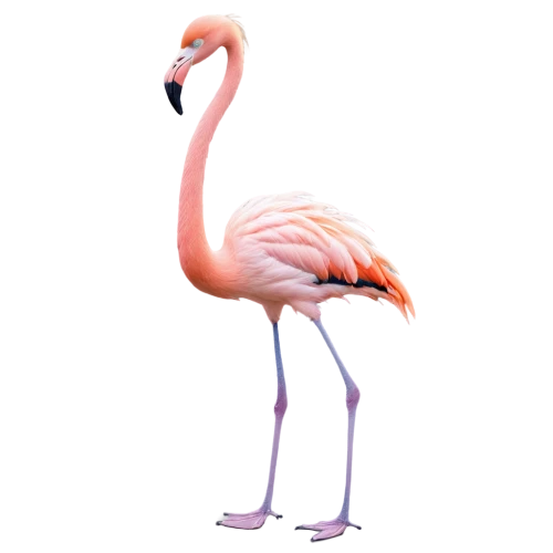 greater flamingo,pink flamingo,flamingo,two flamingo,flamingo couple,flamingos,bird png,grey neck king crane,flamingo pattern,cuba flamingos,lawn flamingo,flamingo with shadow,crane-like bird,flamingoes,pink flamingos,pink vector,platycercus,cynthia (subgenus),australian bird,ostrich,Conceptual Art,Daily,Daily 26