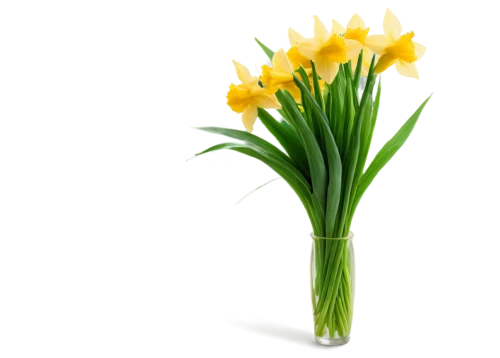 flowers png,the trumpet daffodil,jonquils,daffodils,yellow orange tulip,daffodil,flower background,tulipa,yellow daffodil,tulip background,turkestan tulip,yellow daffodils,daf daffodil,novruz,yellow tulips,defense,minimalist flowers,tulipa tarda,cleanup,tulpenbüten,Illustration,Paper based,Paper Based 19