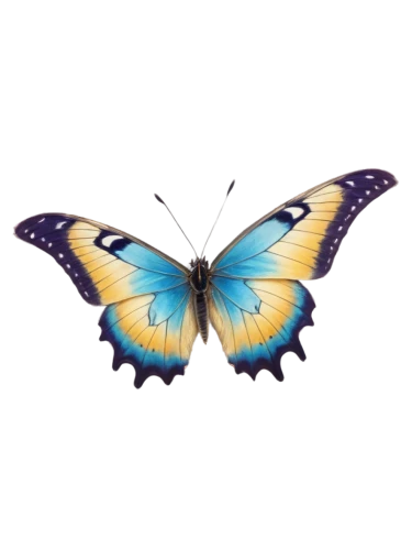 butterfly vector,butterfly clip art,hesperia (butterfly),butterfly background,ulysses butterfly,blue butterfly background,vanessa (butterfly),melanargia,morpho butterfly,morpho,butterfly isolated,morpho peleides,butterfly,c butterfly,blue morpho,french butterfly,blue morpho butterfly,papillon,hybrid black swallowtail butterfly,white admiral or red spotted purple,Photography,Artistic Photography,Artistic Photography 13
