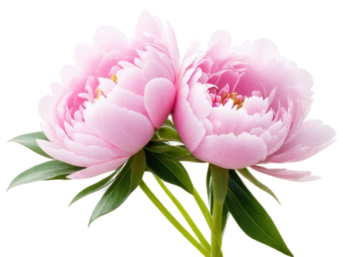flowers png,pink tulips,pink lisianthus,peony pink,pink peony,peonies,pink floral background,flower background,pink tulip,tulip flowers,two tulips,tulip background,peony,pink carnations,pink chrysanthemum,pink chrysanthemums,pink flowers,common peony,siam tulip,floral digital background,Art,Classical Oil Painting,Classical Oil Painting 28